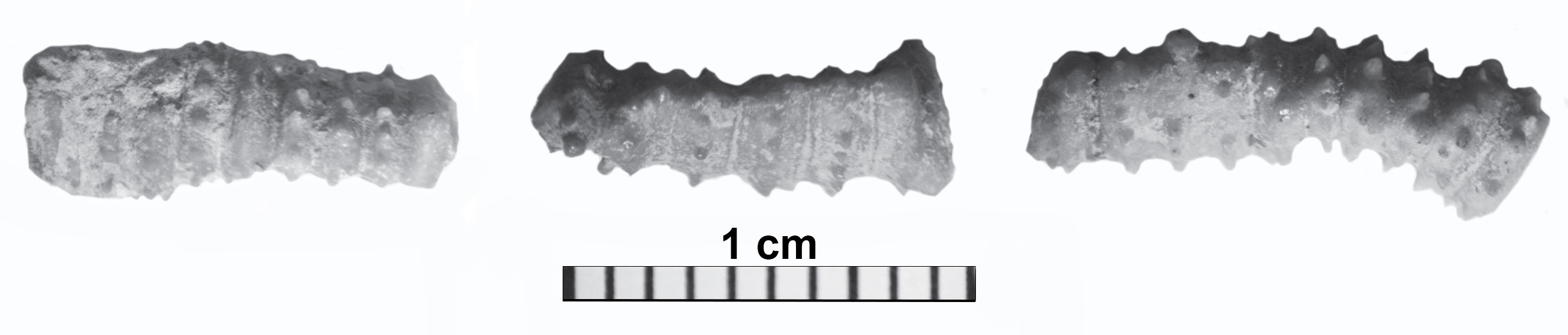 Tiny, loose, Platycrinites
penicillus column fragments.